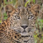 Yala/Mirissa: All Inclusive Full-Day Safari at Yala Park - Practical Tips for Your Safari