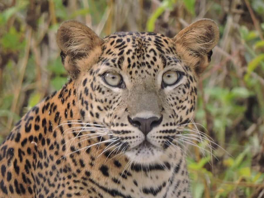 Yala/Mirissa: All Inclusive Full-Day Safari at Yala Park - Practical Tips for Your Safari