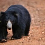 Yala/Mirissa: All Inclusive Half-Day Safari at Yala Park - In-Depth Breakdown of the Itinerary