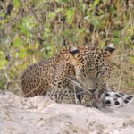 Yala/Mirissa: All Inclusive Half-Day Safari at Yala Park - What to Expect: Practical Tips for a Smooth Safari