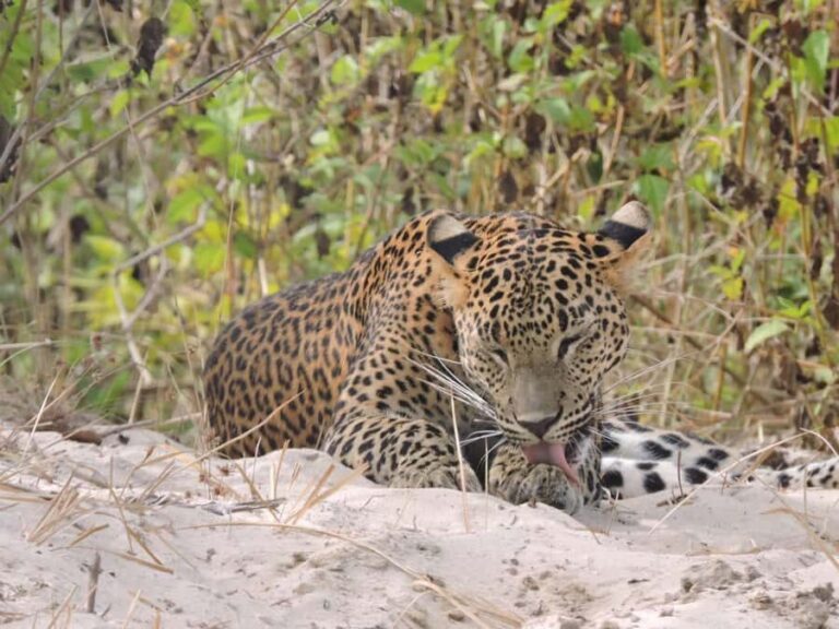 Yala/Mirissa: All Inclusive Half-Day Safari at Yala Park - What to Expect: Practical Tips for a Smooth Safari