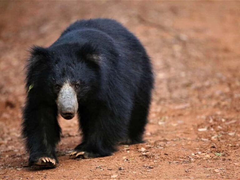 Yala/Mirissa: All Inclusive Half-Day Safari at Yala Park - In-Depth Breakdown of the Itinerary