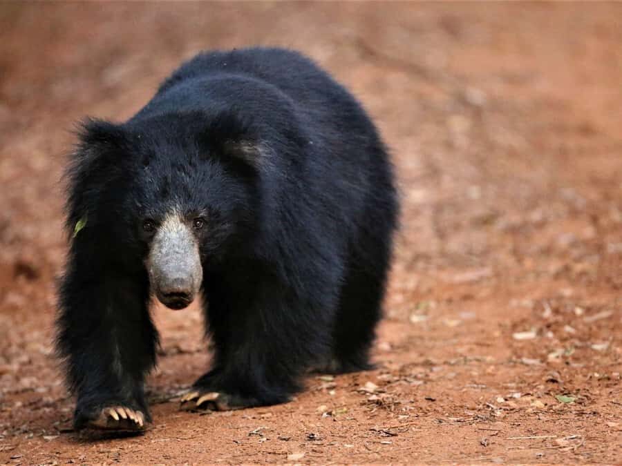 Yala/Mirissa: All Inclusive Half-Day Safari at Yala Park - In-Depth Breakdown of the Itinerary