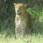 Yala National Park 4*4 Leopard Safari Tour - The Safari Experience: What to Expect