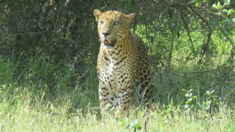 Yala National Park 4*4 Leopard Safari Tour - The Safari Experience: What to Expect