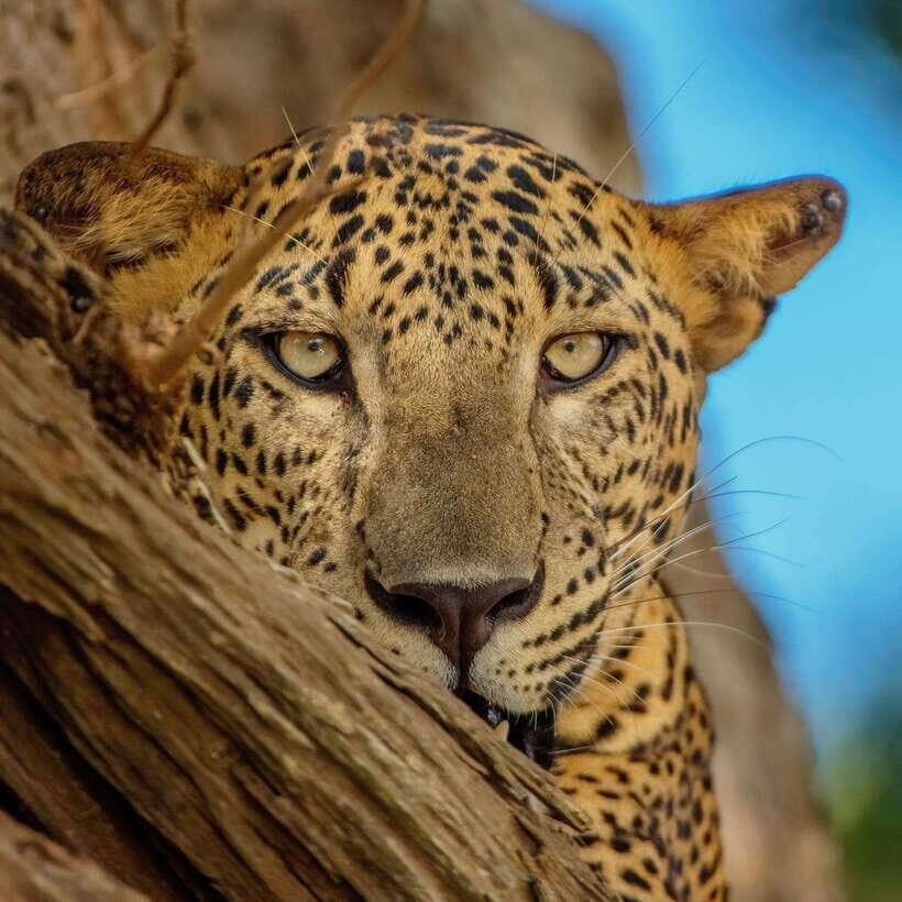Yala National Park: 7 hour & 12 hour Leopard Safari Tours - Who Would Love This Safari?