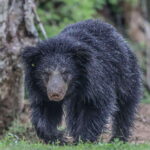 Yala National Park: 7 hour & 12 hour Leopard Safari Tours - The Itinerary Breakdown