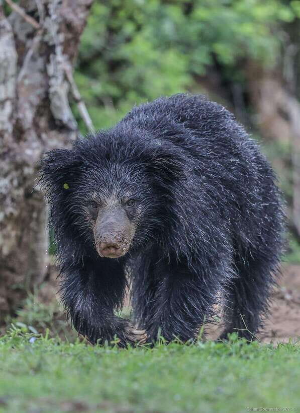 Yala National Park: 7 hour & 12 hour Leopard Safari Tours - The Itinerary Breakdown