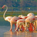 Yala National Park - All Inclusive Safari Day Tour - The Itinerary Breakdown