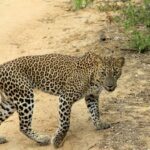 Yala National Park: Day Trip From Riu Hotel Ahungalla - FAQ