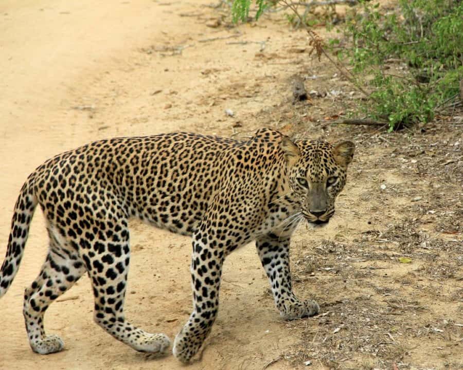 Yala National Park: Day Trip From Riu Hotel Ahungalla - FAQ