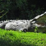 Yala National Park Full Day Safari - Ceylon Safari Tours - What Travelers Say and Tips for a Great Safari