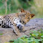 Yala National Park: Full Day Safari Epic Wildlife Encounter - What to Expect on Your Yala Safari