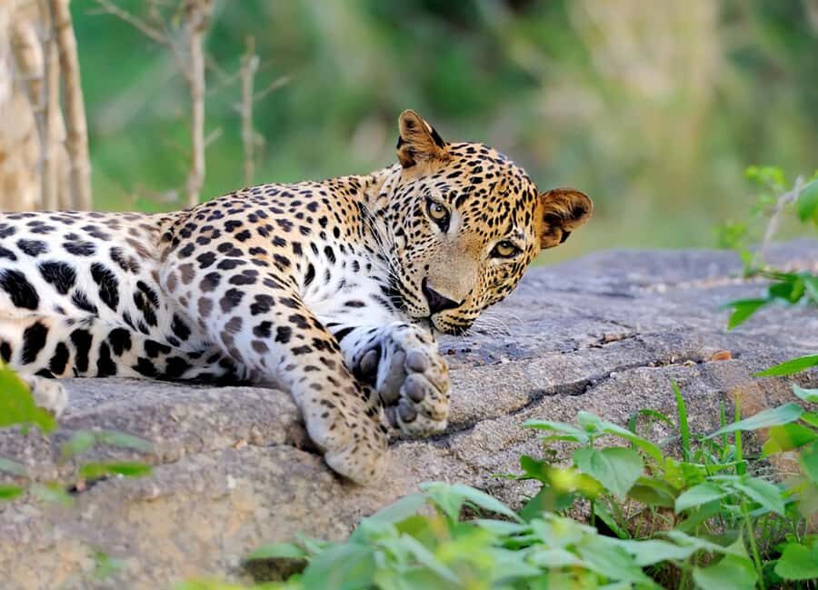 Yala National Park: Full Day Safari Epic Wildlife Encounter - What to Expect on Your Yala Safari