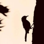 Yala National Park: Full day Safari Tour - The Itinerary Breakdown