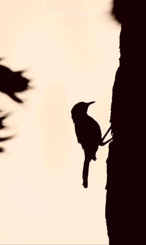 Yala National Park: Full day Safari Tour - The Itinerary Breakdown