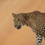 YALA National Park - Full Day Wildlife Safari with Lunch - What to Expect from Your Guides and Vehicles