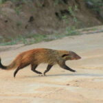 YALA National Park - Full Day Wildlife Safari with Lunch - Who Is This Safari Perfect For?