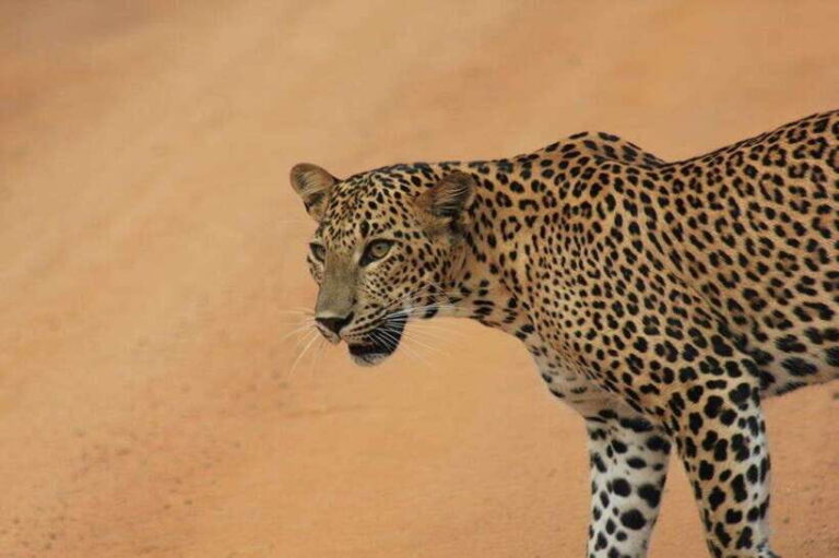 YALA National Park - Full Day Wildlife Safari with Lunch - What to Expect from Your Guides and Vehicles