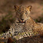 Yala National Park Guided Safaris - The Value of This Safari