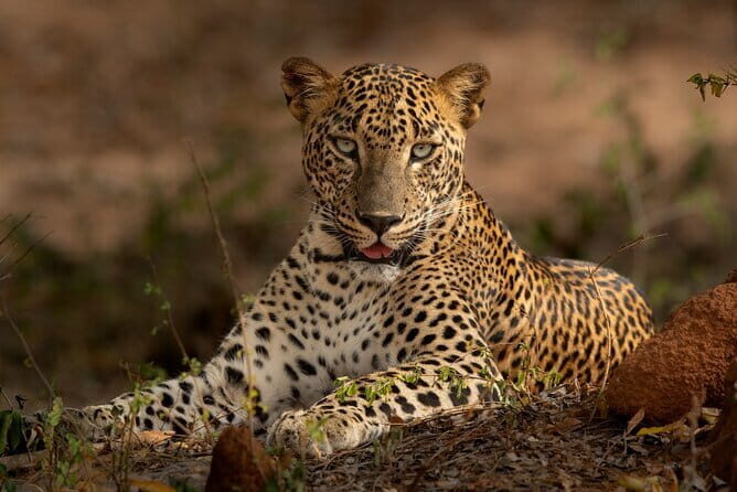 Yala National Park Guided Safaris - The Value of This Safari