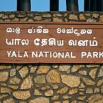 Yala National Park Half Day / Full Day Special Safari Tours - Why This Tour Works Well
