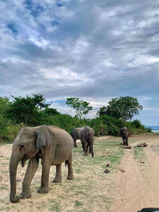 Yala National Park: Half Day or Full Day Leopard Safari Tour - Who Is This Tour Best For?