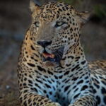 Yala National Park Half Day Safari - The Itinerary Breakdown