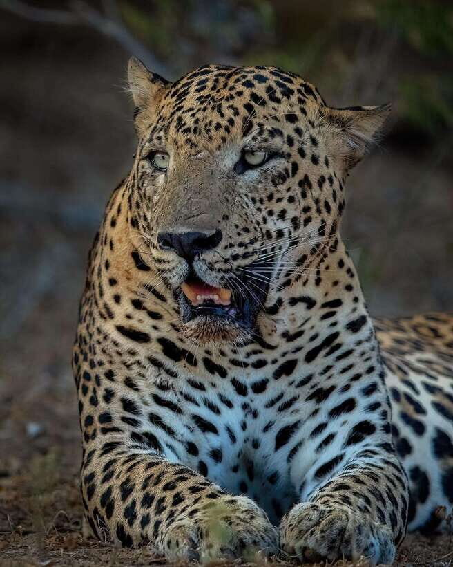 Yala National Park Half Day Safari - The Itinerary Breakdown