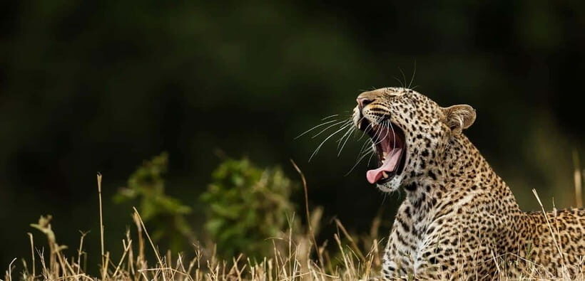 Yala National Park Half or Full-Day Safari - Wildlife You’re Likely to See