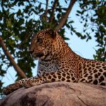 Yala National park: Hotel stay or pickup your hotel & Safari - The Itinerary Breakdown: What to Expect