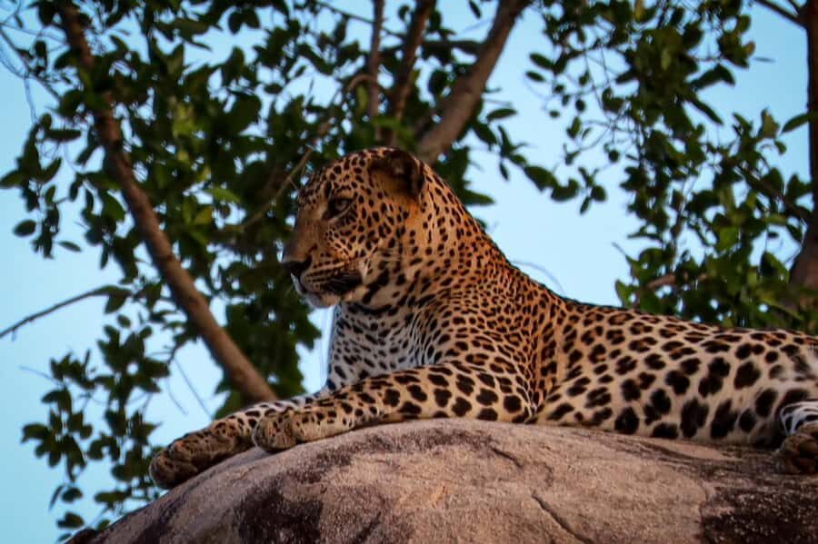 Yala National park: Hotel stay or pickup your hotel & Safari - The Sum Up