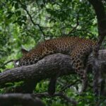 Yala National Park Jeep Safari from Hambantota Port Pickup - What You Can Expect on the Tour
