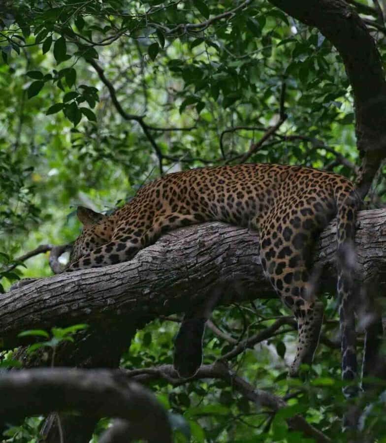 Yala National Park Jeep Safari from Hambantota Port Pickup - What You Can Expect on the Tour