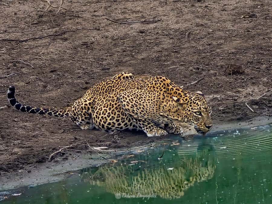 Yala National Park: Jeep Safari Tour - What to Expect from the Jeep Safari Experience