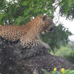 Yala National Park: Leopard Safari incl. Entry tickets - Authenticity and Value