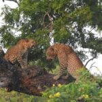 Yala National Park: Leopard Safari incl. Entry tickets - Why This Tour Is Worth Considering