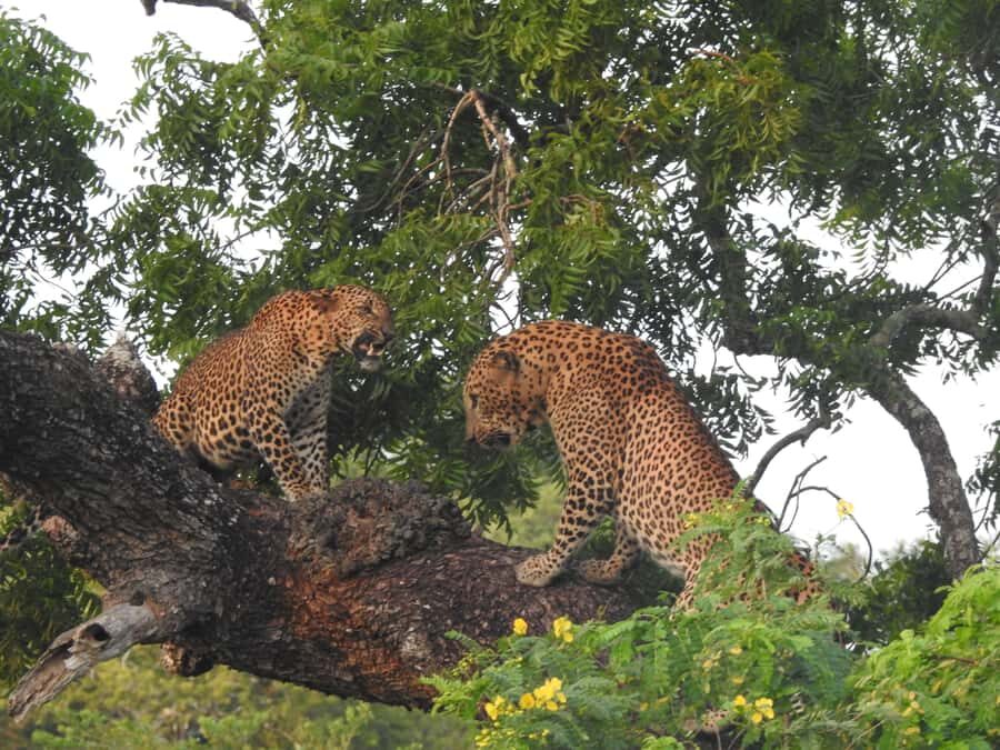 Yala National Park: Leopard Safari incl. Entry tickets - Why This Tour Is Worth Considering  