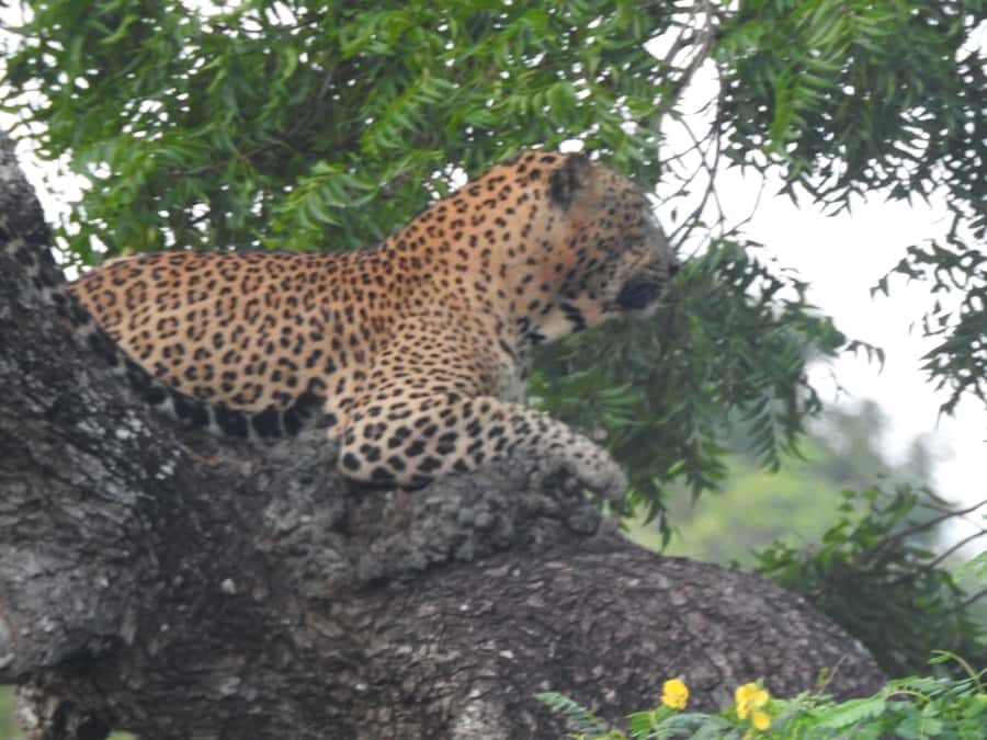 Yala National Park: Leopard Safari incl. Entry tickets - Authenticity and Value