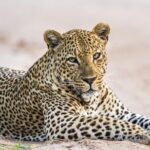 Yala National Park Leopard Safari Wildlife Private Adventure - Pricing and Value