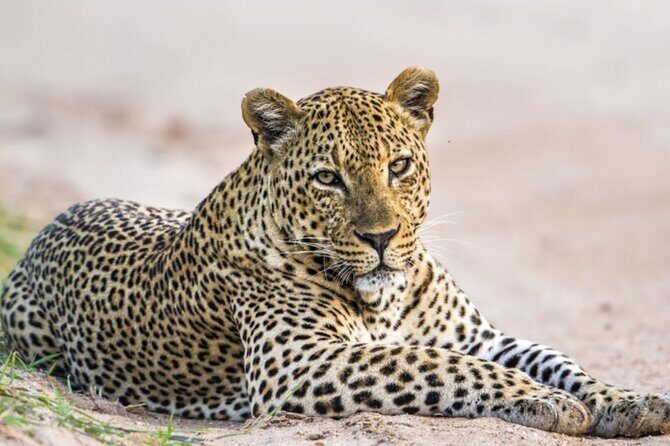 Yala National Park Leopard Safari Wildlife Private Adventure - Pricing and Value