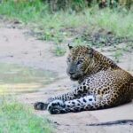 Yala National Park: Menaka Wildlife Safari - What Makes Menaka Safari Stand Out