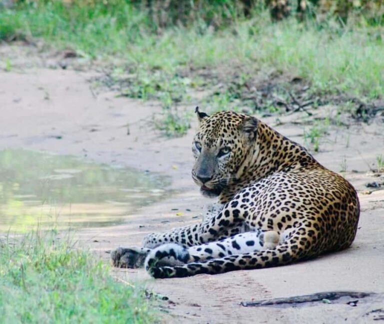 Yala National Park: Menaka Wildlife Safari - What Makes Menaka Safari Stand Out