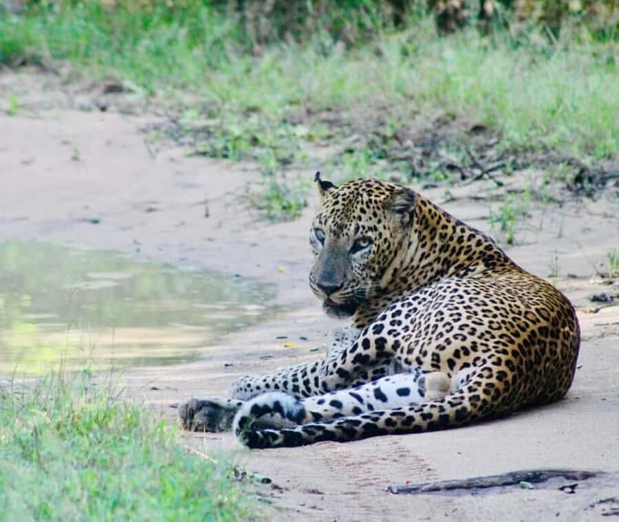 Yala National Park: Menaka Wildlife Safari - What Makes Menaka Safari Stand Out