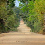 Yala National Park: Morning Half day Safari Tour - Who This Tour Is Perfect For