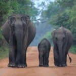 Yala National Park: Morning Half day Safari Tour - In-depth Review of the Yala Morning Safari