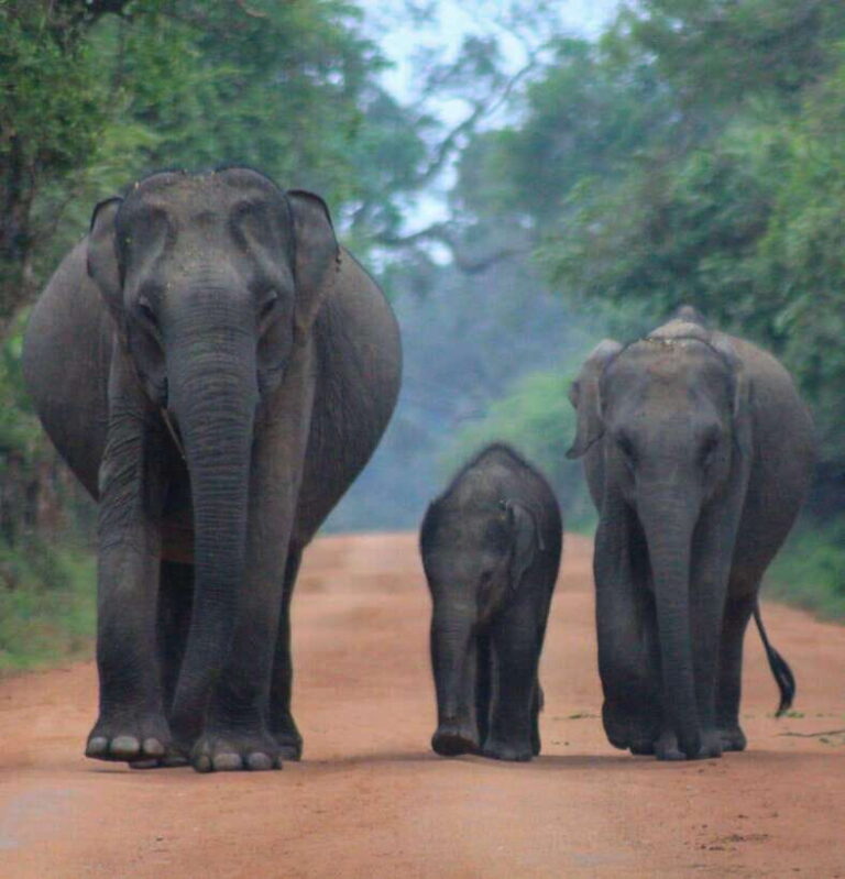 Yala National Park: Morning Half day Safari Tour - In-depth Review of the Yala Morning Safari