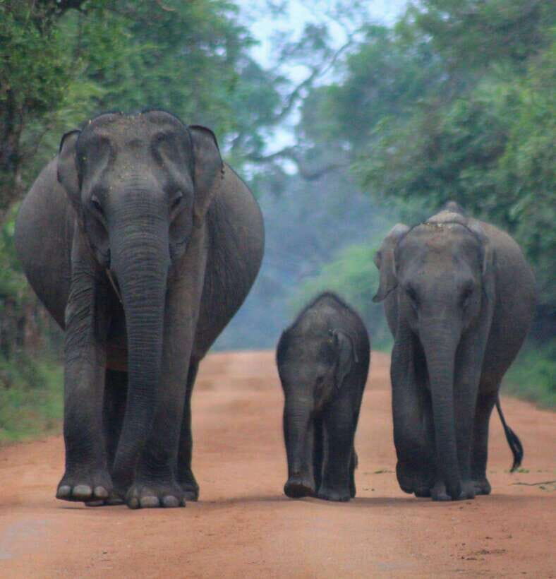 Yala National Park: Morning Half day Safari Tour - In-depth Review of the Yala Morning Safari