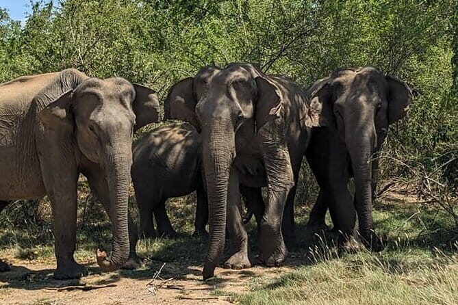 Yala National Park Morning or Afternoon Leopard Safari - Who Will Love This Tour