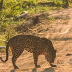 Yala National Park: Morning or Afternoon Safari Tour (5 h) - Who will love this safari?